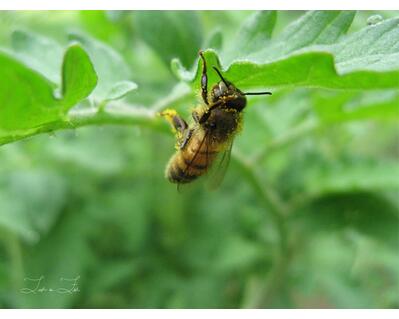 Pollinating Bee Hanging Out On A Tomato Plant Leaf