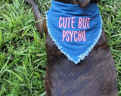 Cute but psycho dog bandana