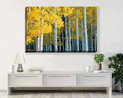 Forest of Yellow Aspen Trees