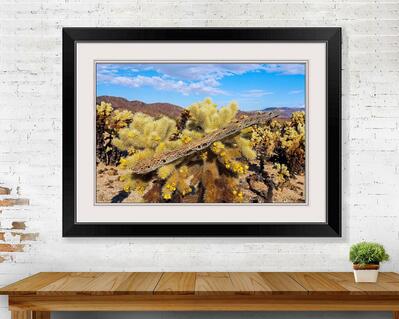 Jumping Cholla Cactus