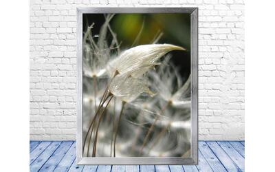 Dandelion seeds appear to embrace in this sexy, sensual, nature macro photo. Print with Poem by The Poetry of Nature Dandelion seeds appear to embrace in this sexy, sensual, nature macro photo. Print with Poem by The Poetry of Nature