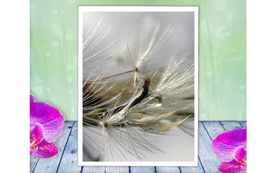 a silver dandelion poof shimmers in the sun, soft sensual nature photo with poem - Soft by The Poetry of Nature