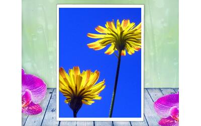 Dandelions dance against a bright blue sky in this happy, positive, nature print with poem - Spring Flowers - by The Poetry of Nature Dandelions dance against a bright blue sky in this happy, positive, nature print with poem - Spring Flowers - by The Poetry of Nature