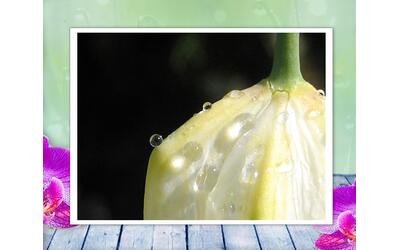 Sunlight on a tulip highlights drops of dew in this stunning, contemporary, macro photograph. Nature print with poem-Tulip by The Poetry of Nature Sunlight on a tulip highlights drops of dew in this stunning, contemporary, macro photograph. Nature print with poem-Tulip by The Poetry of Nature