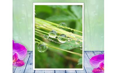 A sprig of wheat catches the morning dew in this peaceful, soothing, nature print with poem - Violin Strings by The Poetry of Nature A sprig of wheat catches the morning dew in this peaceful, soothing, nature print with poem - Violin Strings by The Poetry of Nature