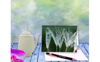 Dandelion seeds chase after drops of dew in this playful, peaceful, greeting card with poem. Dandelion seeds chase after drops of dew in this playful, peaceful, greeting card with poem.
