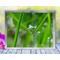 Two blades of grass gently hold hands as they support a drop of dew in this soothing, peaceful, nature print with poem-Holding Hands by The Poetry of Nature