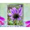 A purple daisy braves the storm as the hail pounds down upon it in this encouraging, uplifting, print with poem - Mountain Rain by The Poetry of Nature