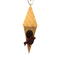 Handmade Wood Birdhouse Ornament Collectable Christmas Tree Ornament shapeed like a Christmas tree. Made from select-grade hardwoods, hand-sanded, and finished with a custom blend of oils and waxes using traditional woodworking tools.