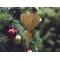 The wooden miniature Birdhouse Ornament is shaped like a heart. A small, dark-reddish-brown bird is perched on the front of the birdhouse. The heart-shaped structure has a pointed bottom that tapers down to a fine point. The wood is light beige.