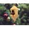 Handmade Wood Birdhouse Ornament Collectable Christmas Tree Ornament shapeed like a Christmas tree. Made from select-grade hardwoods, hand-sanded, and finished with a custom blend of oils and waxes using traditional woodworking tools.