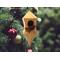 Handmade Wood Birdhouse Ornament Collectable Christmas Tree Ornament shapeed like a Christmas tree. Made from select-grade hardwoods, hand-sanded, and finished with a custom blend of oils and waxes using traditional woodworking tools.