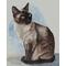 Siamese cat