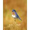 Eastern bluebird Berea Ohio by john Harmon