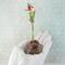 Tiny Copper Enamel bowl used as a Bud Vase on Gemstone Base with copper wire to support a tiny flower stem shown in palm of hand for size reference
