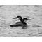 Black and white photography of a male and female common loons on Greers Ferry Lake by T. Spratt at Cove Creek Photography.