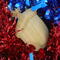 Handmade Wood Birdhouse Ornament Collectable Christmas Tree Ornament shapeed like a Christmas tree. Made from select-grade hardwoods, hand-sanded, and finished with a custom blend of oils and waxes using traditional woodworking tools.