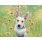 Example photo of a white schnauzer in a field of yellow and red flowers.