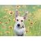 White schnauzer in a field of flowers sample dog portrait image.
