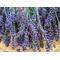 lavender hand-picked from the slow botanicals garden in washington state