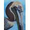 Pelican portrait