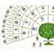 family tree template, photo family tree chart, family chart, genealogy chart, photo collage, family tree gift, printable photo family tree
