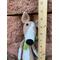 miniature greyhound, miniature italian greyhound, mini italian greyhound, greyhound dog small, little greyhound dog, mini italian greyhound dog, greyhound stuffed animal, mini greyhound puppy, greyhound plush toy, mini greyhound dog