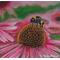 Bumble Bee on a Cornflower