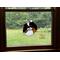 Tricolor in 20 inch by 26 inch window for size reference