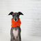 Image of a blue & white Italian Greyhound sitting down wearing a chunky orange Burrito Wrap Infinity Scarf.