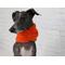 Image of an Italian Greyhound wearing an orange dog scarf.