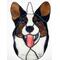 Black and White with Brindle points Cardigan Corgi.