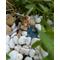 Miniature Fairy Garden Pond, Fairy Pond, Miniature Pond, Fairy Garden Accessory, Miniature Terrarium Pond, Terrarium Pond, Wee Fairy Pond, Terrarium Miniature Pond, Baby Pond for garden, gifts for her, Fairy accessory, Miniature garden pond, wee item