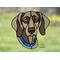 Weimaraner in direct sunlight with pale yellow eyes and blue collar.