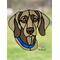 Weimaraner in direct sunlight with pale yellow eyes and blue collar.