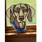 Weimaraner in direct sunlight sitting on windowsill, with pale yellow eyes and blue collar.