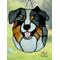 Blue Merle Australian Shepherd in direct sunlight.
