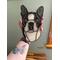 Adult Boston Terrier being held for size reference.