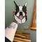 Boston Terrier Puppy being held for size reference.