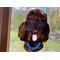 Brown Poodle in direct sunlight.
