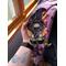 Spider the Halloween Gnome being held for size reference.