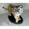 Tiger's size compared to a wine cork