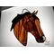 American Saddlebred in Bay (brown body with black mane) with snip marking, shown on a light box- light on.