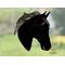 American Saddlebred in Black, shown in indirect sunlight.