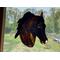 Morgan Horse in Bay with Snip marking. Shown in direct sunlight.