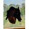 Morgan Horse in Bay with Snip marking. Shown in direct sunlight.