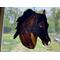 Morgan Horse in Bay with Snip marking. Shown in direct sunlight.