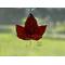 Red Maple Leaf in direct sunlight.