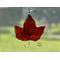 Red Maple Leaf in direct sunlight.