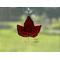 Red Maple Leaf in direct sunlight.
